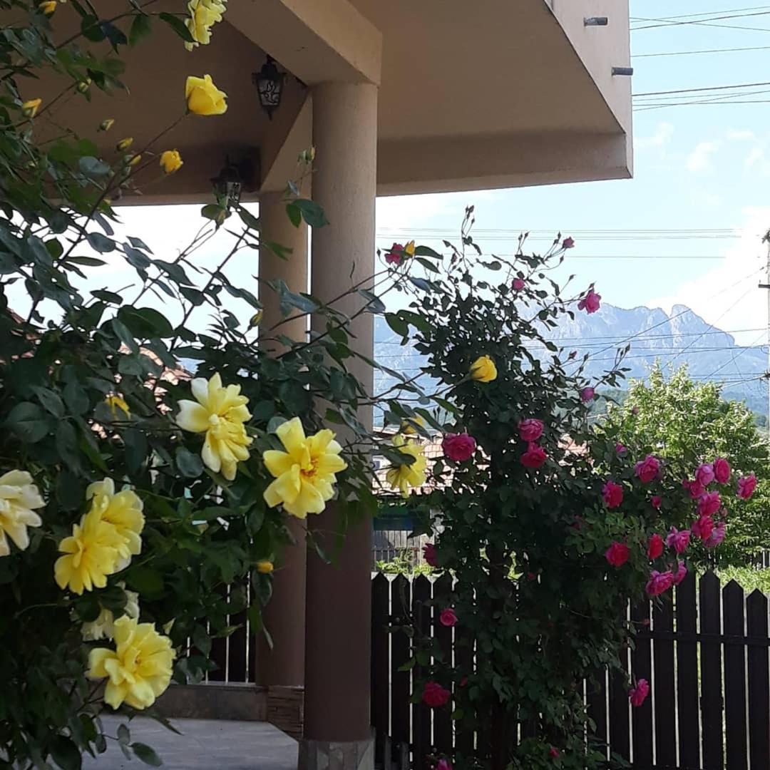 ホテル Casa Delia Călimăneşti エクステリア 写真